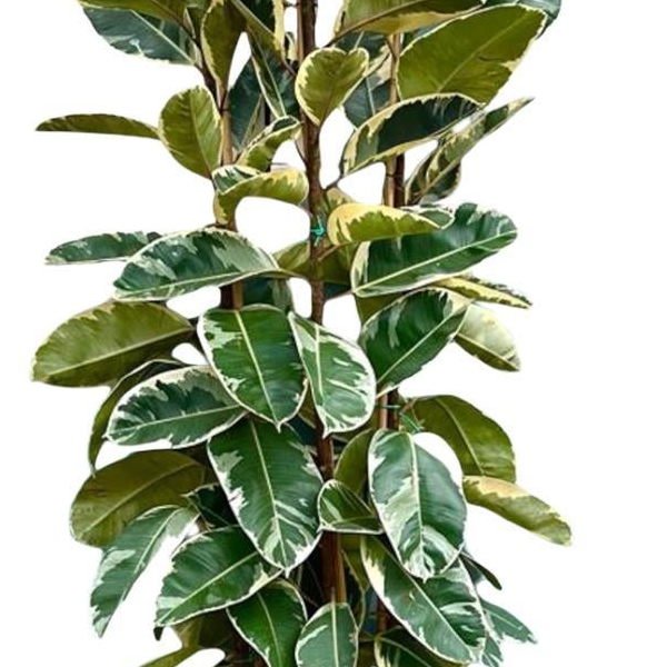 Ficus Elastica Tineke struik | Wit