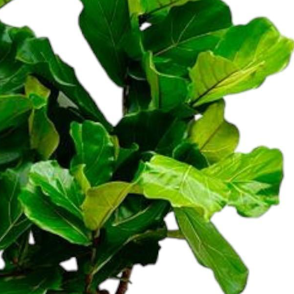 Ficus Lyrata boom