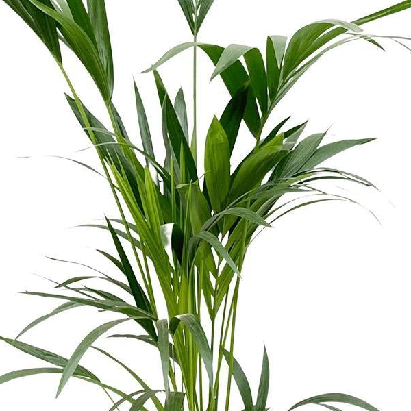 Kentia palm | XL