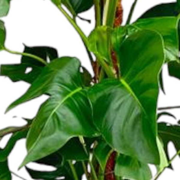 Monstera Pertusum