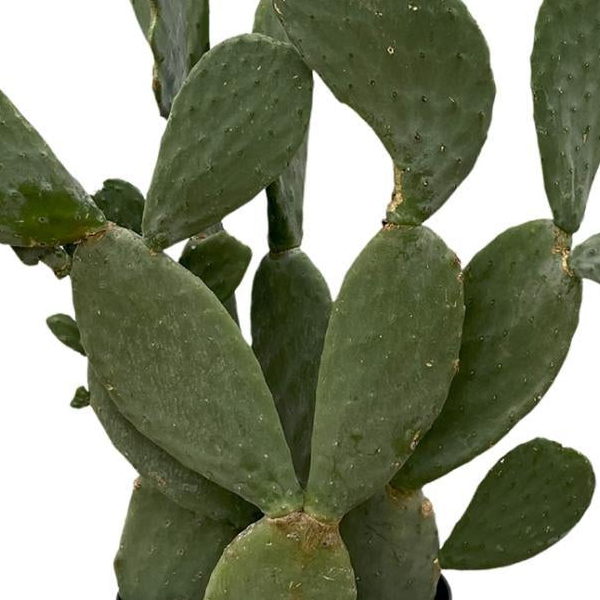 Opuntia Ficus Indica