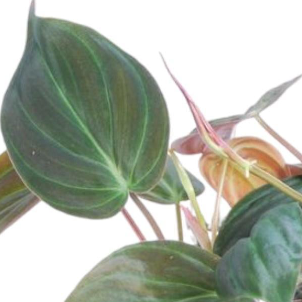 Philodendron scandens Micans