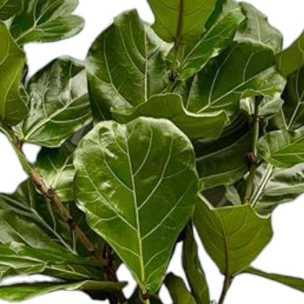 Ficus Lyrata stam | XL