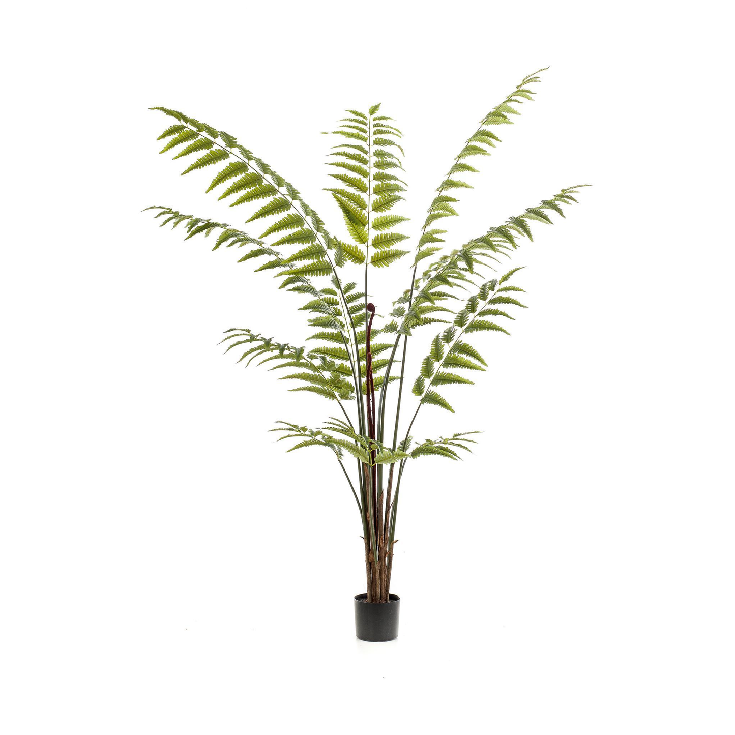 Rumohra Adiantiformis - Ledervaren | Kunstplant