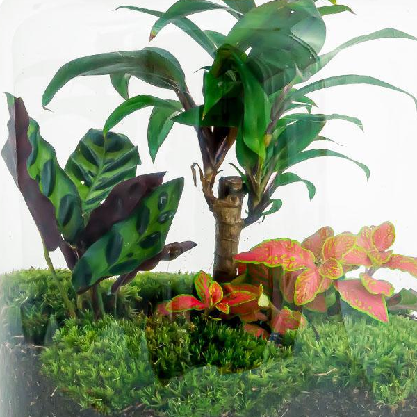Milky Palm | DIY terrarium