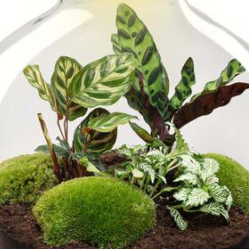 Fat Joe met LED lamp | Terrarium