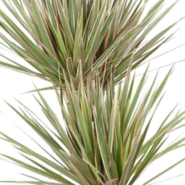 Dracaena Bicolor
