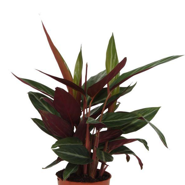 Calathea Stripestar