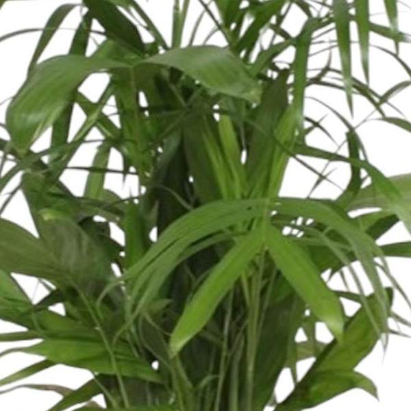 Chamaedorea Seifrizii