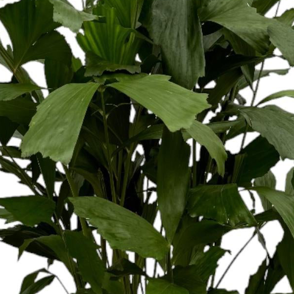 Caryota Mitis