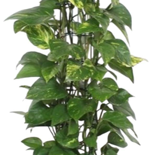 Epipremnum Aureum gaasrek