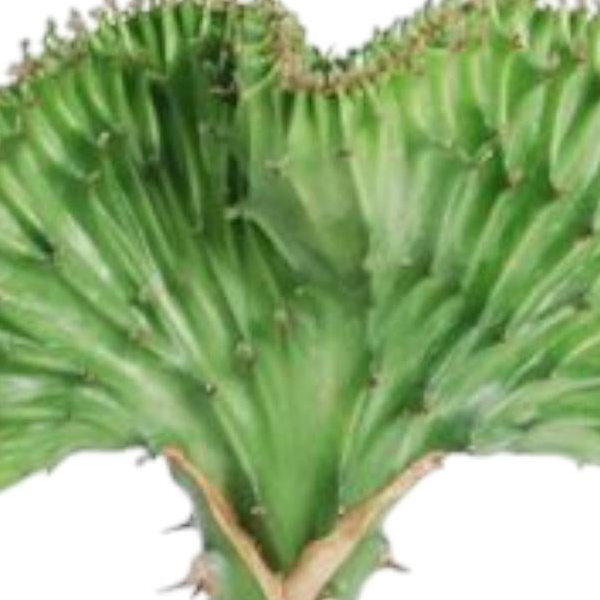 Euphorbia lactea Cristata groen
