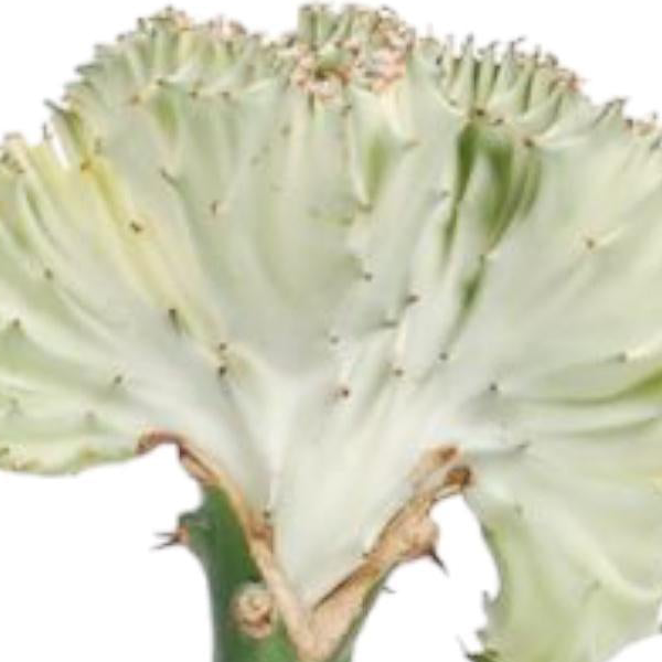 Euphorbia lactea Cristata wit