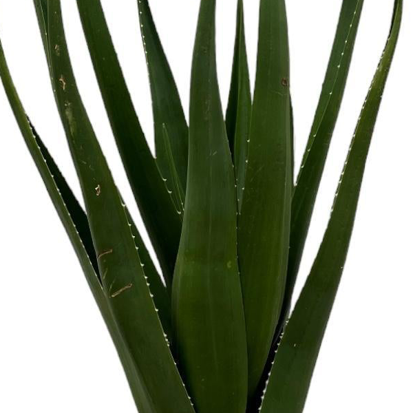 Aloë Barberae