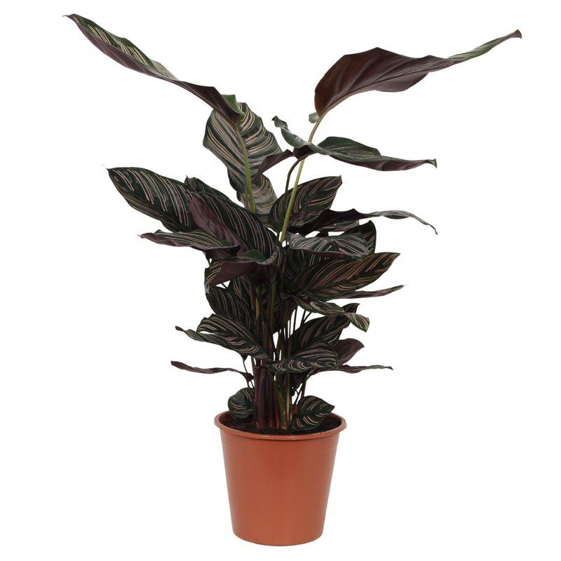 Calathea Sanderiana