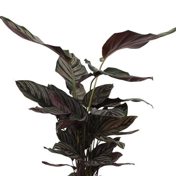 Calathea Sanderiana