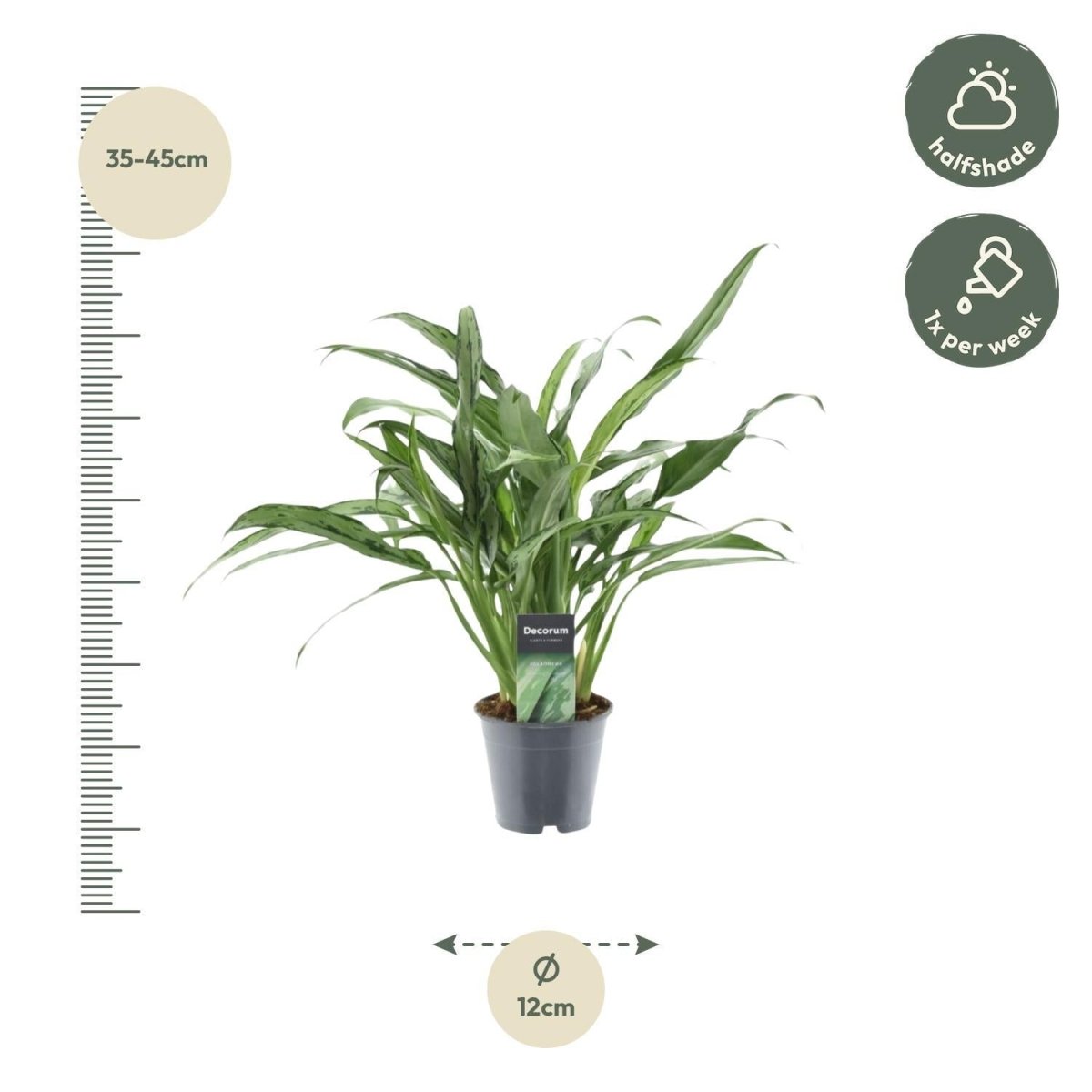 Aglaonema Cutlass 3 - LushLeaf | Online planten bestellen
