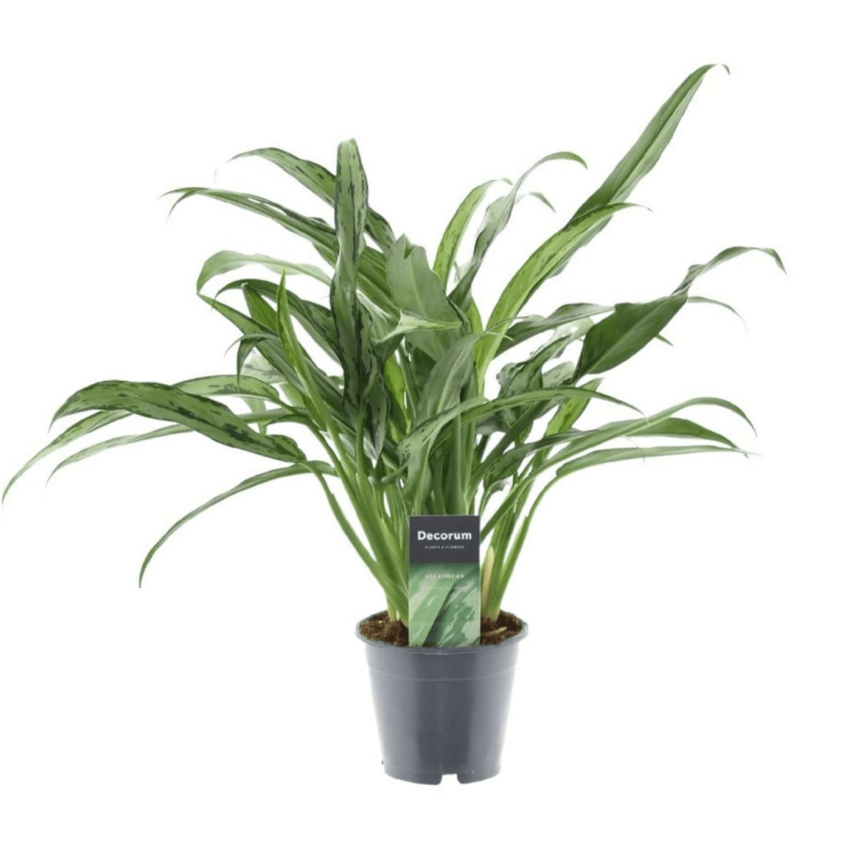 Aglaonema Cutlass 1 - LushLeaf | Online planten bestellen