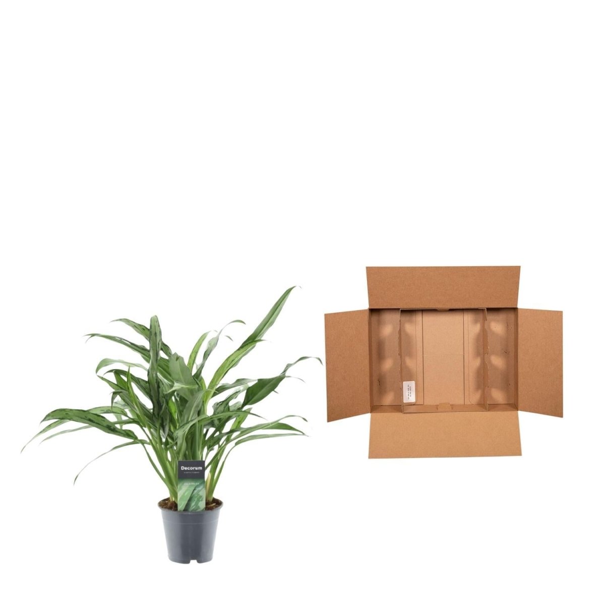 Aglaonema Cutlass 4 - LushLeaf | Online planten bestellen
