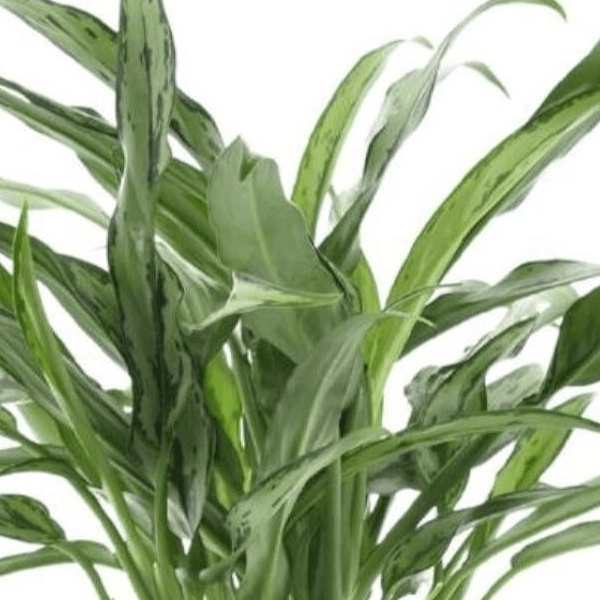 Aglaonema Cutlass 2 - LushLeaf | Online planten bestellen