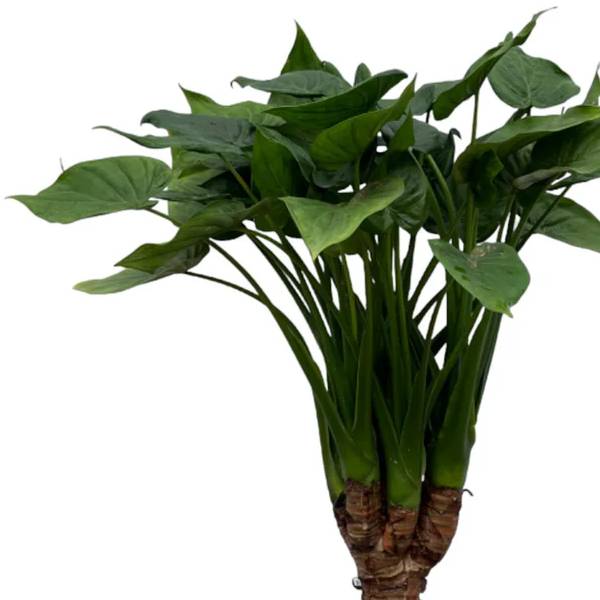 Alocasia Cucullatta op stam 2 - LushLeaf | Online planten bestellen