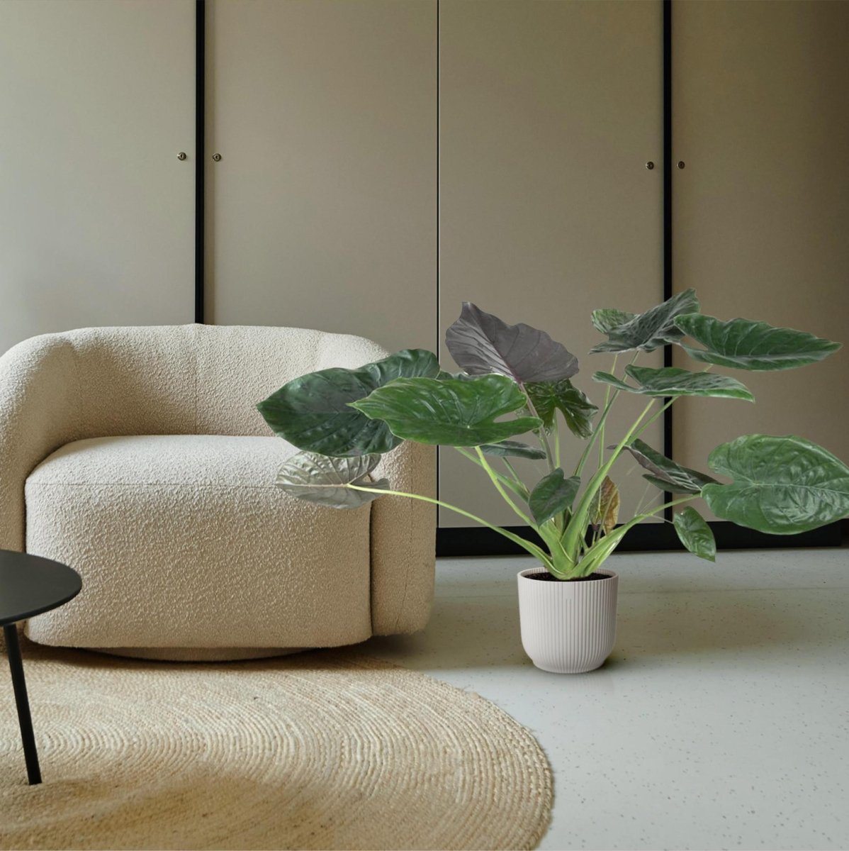 Alocasia Wentii 3 - LushLeaf | Online planten bestellen