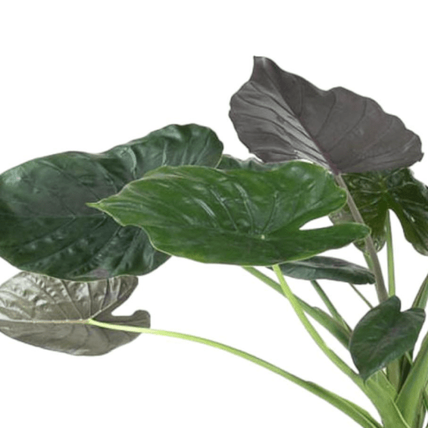 Alocasia Wentii 2 - LushLeaf | Online planten bestellen