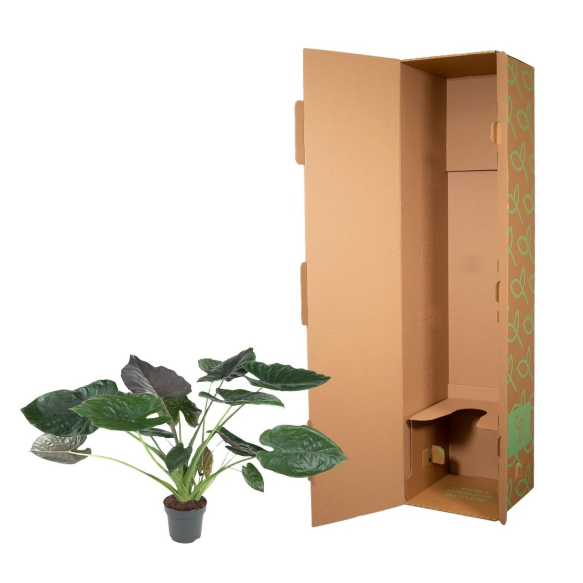 Alocasia Wentii 5 - LushLeaf | Online planten bestellen