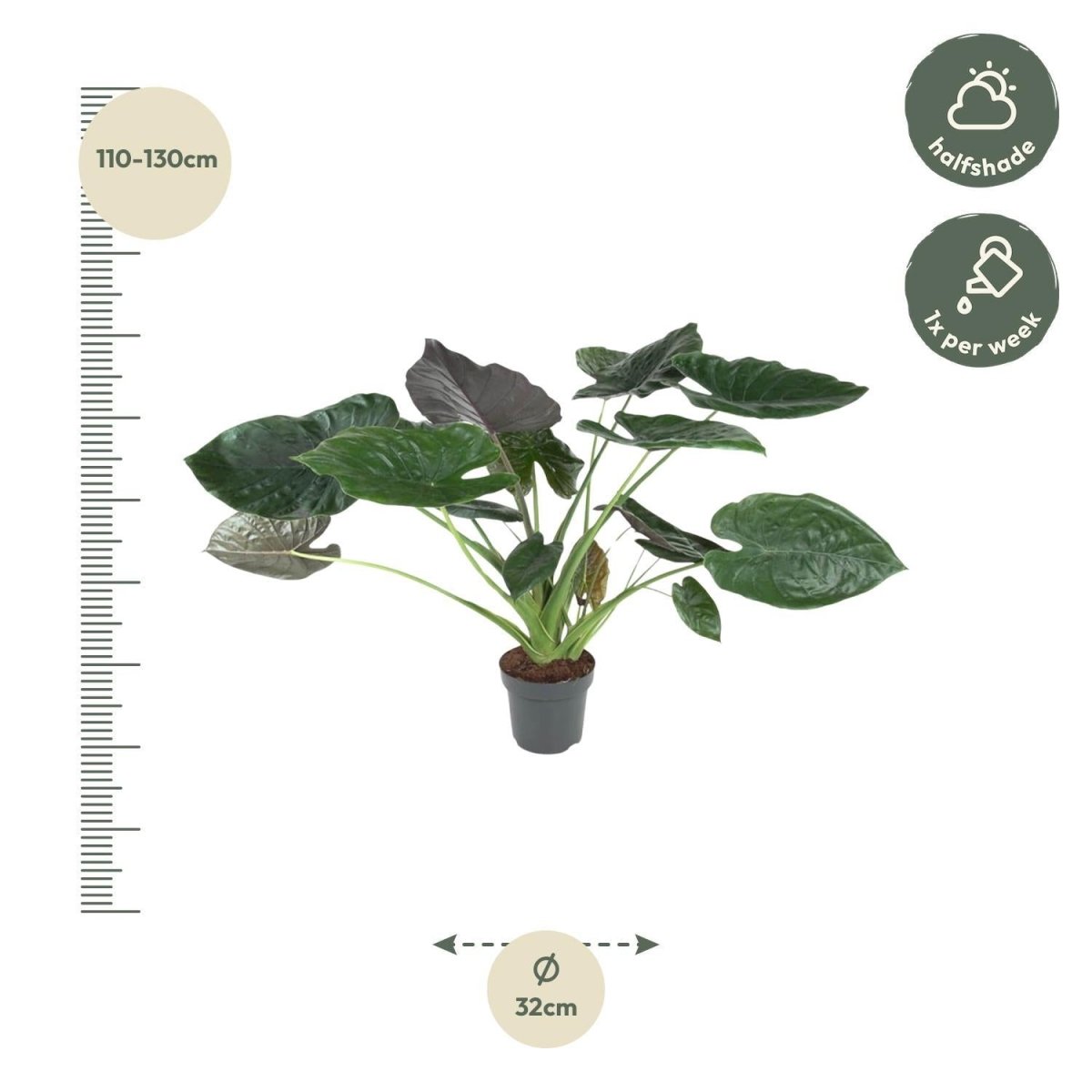 Alocasia Wentii 4 - LushLeaf | Online planten bestellen