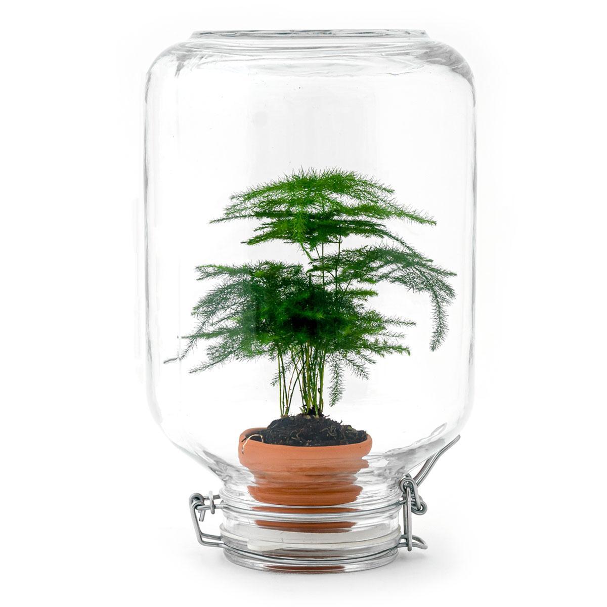 Asparagus | Easyplant 1 - LushLeaf | Online planten bestellen