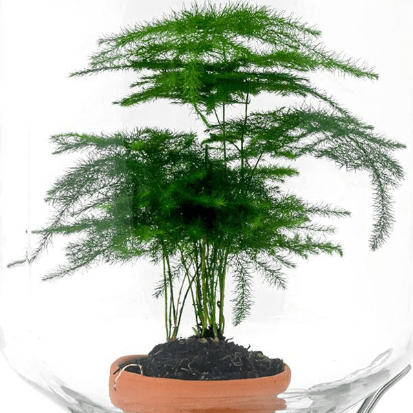 Asparagus | Easyplant 2 - LushLeaf | Online planten bestellen