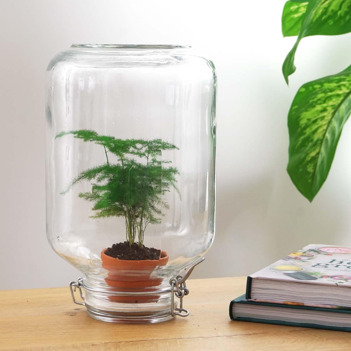 Asparagus | Easyplant 3 - LushLeaf | Online planten bestellen