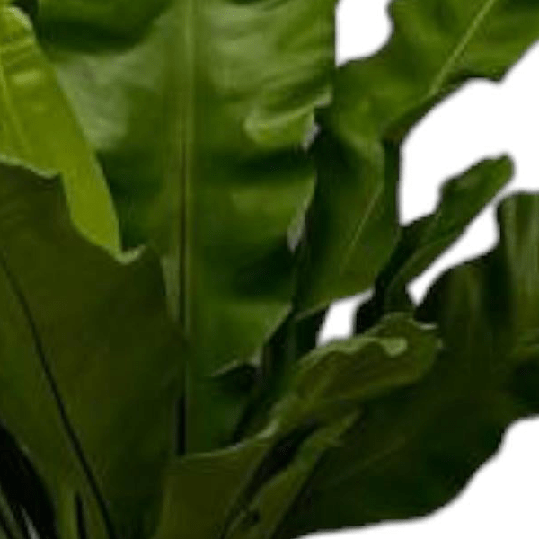 Asplenium Nidus 2 - LushLeaf | Online planten bestellen