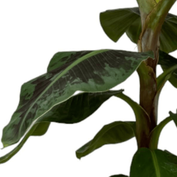 Bananenplant (Musa) 2 - LushLeaf | Online planten bestellen