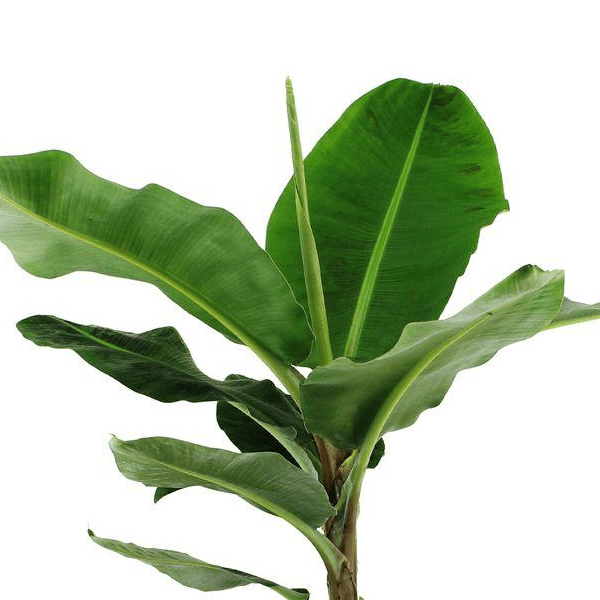 Bananenplant (Musa) 2 - LushLeaf | Online planten bestellen