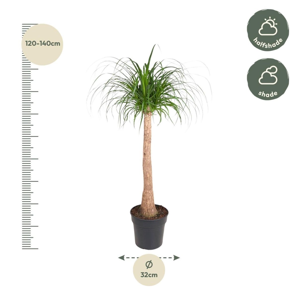 Beaucarnea op stam 4 - LushLeaf | Online planten bestellen
