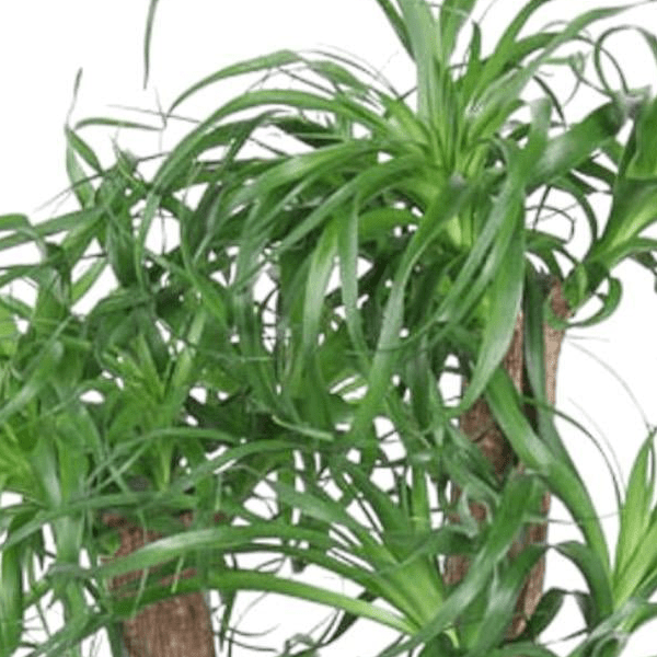 Beaucarnea vertakt 2 - LushLeaf | Online planten bestellen