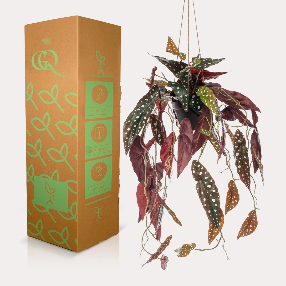 Begonia Maculata - Stippenbegonia | Kunstplant 3 - LushLeaf | Online planten bestellen