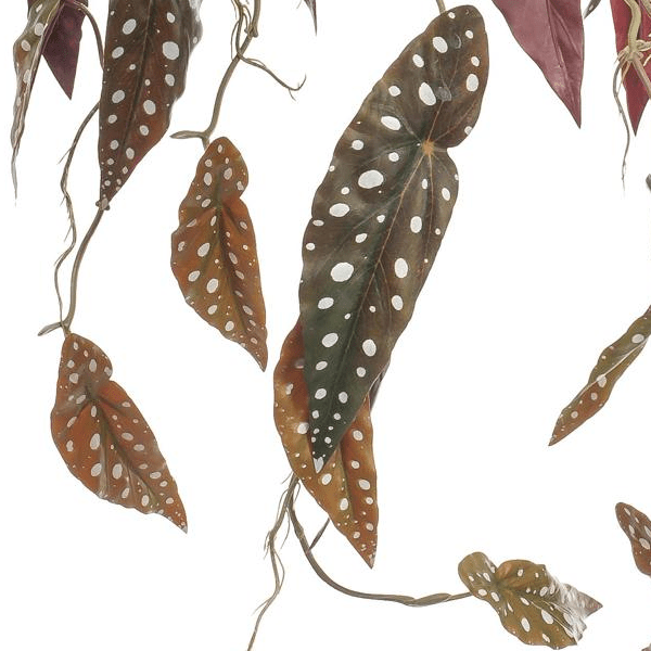Begonia Maculata - Stippenbegonia | Kunstplant 2 - LushLeaf | Online planten bestellen