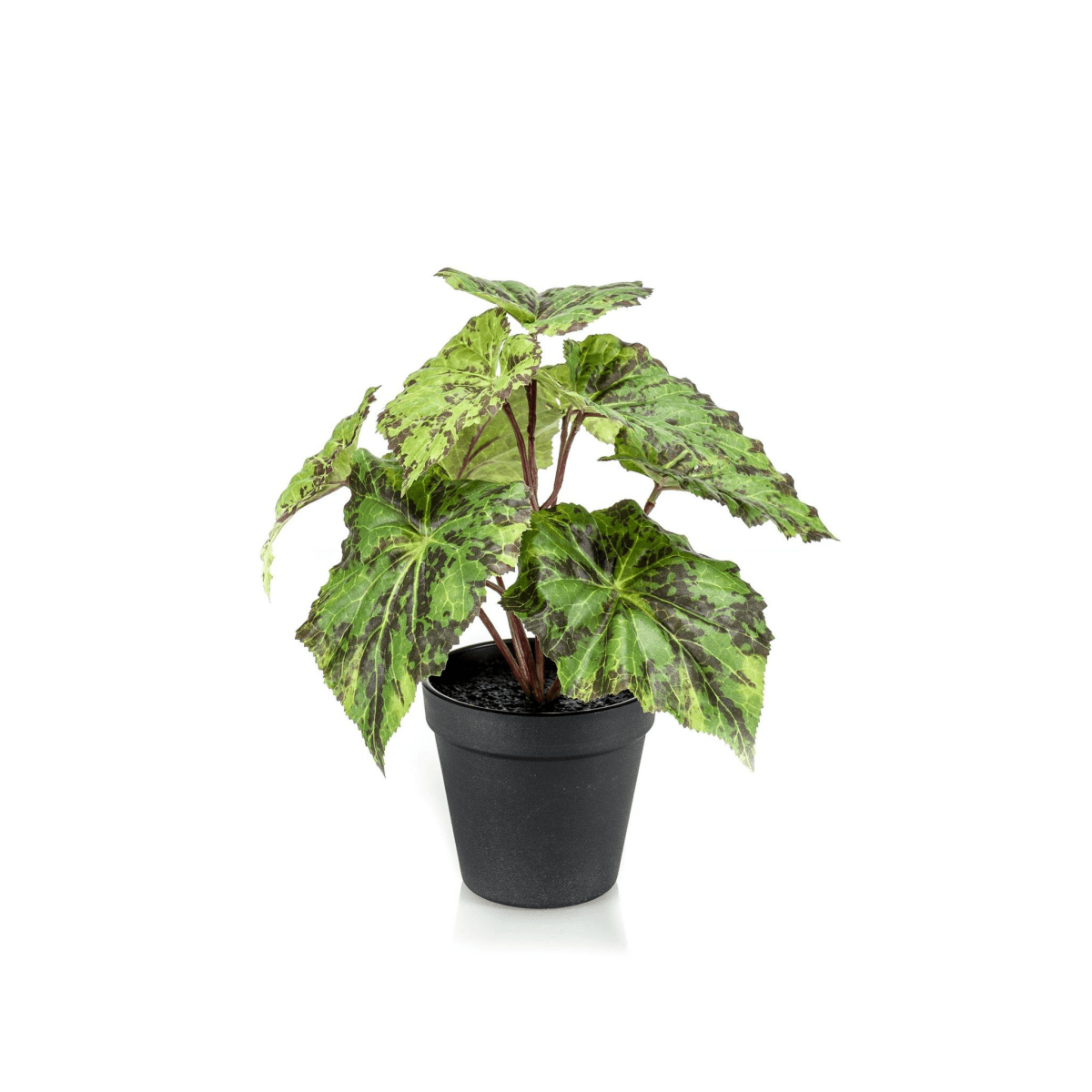 Begonia Rex - Bladbegonia | Kunstplant 1 - LushLeaf | Online planten bestellen