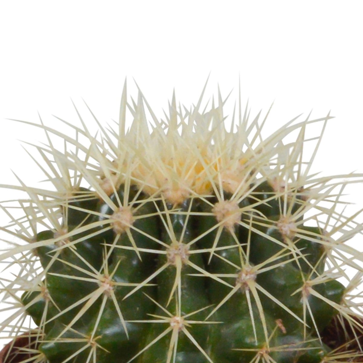 Bolcactus mix | 3 stuks 3 - LushLeaf | Online planten bestellen