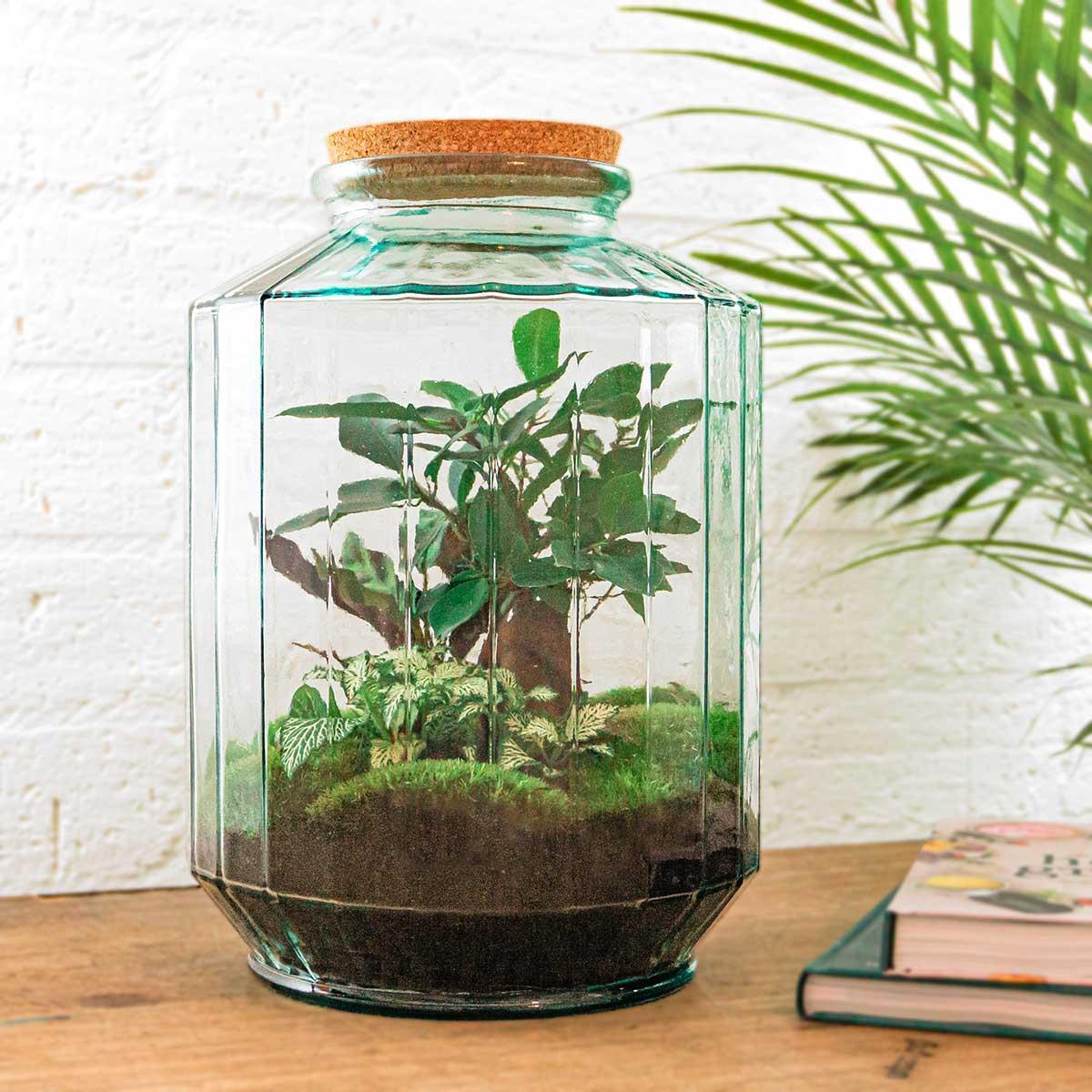 Botanical garden | DIY terrarium 3 - LushLeaf | Online planten bestellen