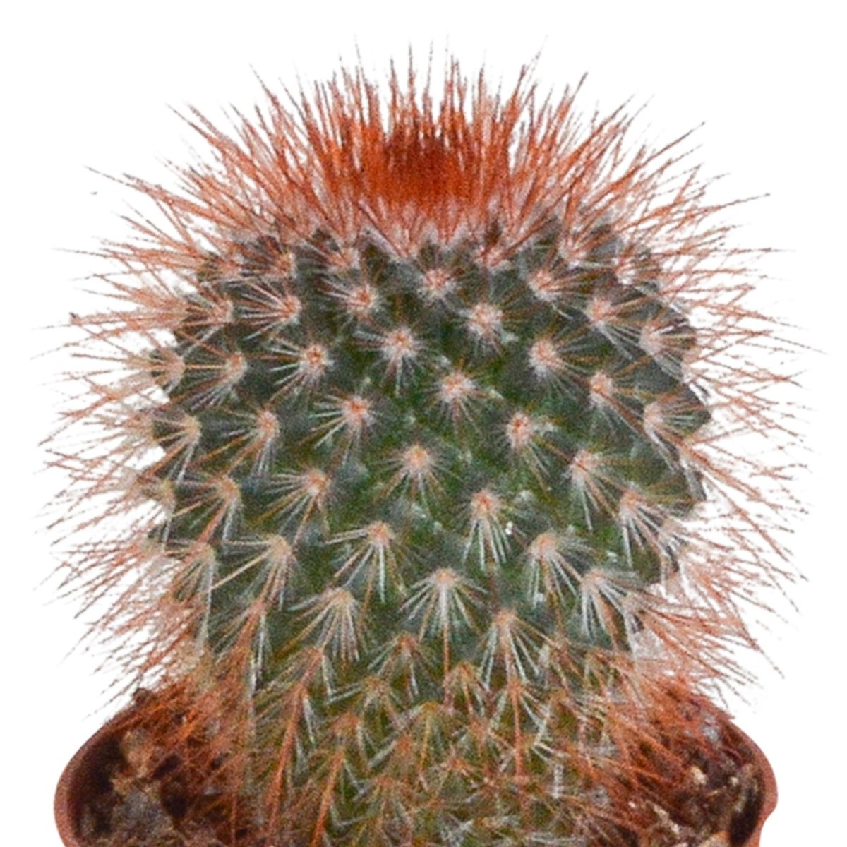 Cactus mix | 10 stuks 3 - LushLeaf | Online planten bestellen