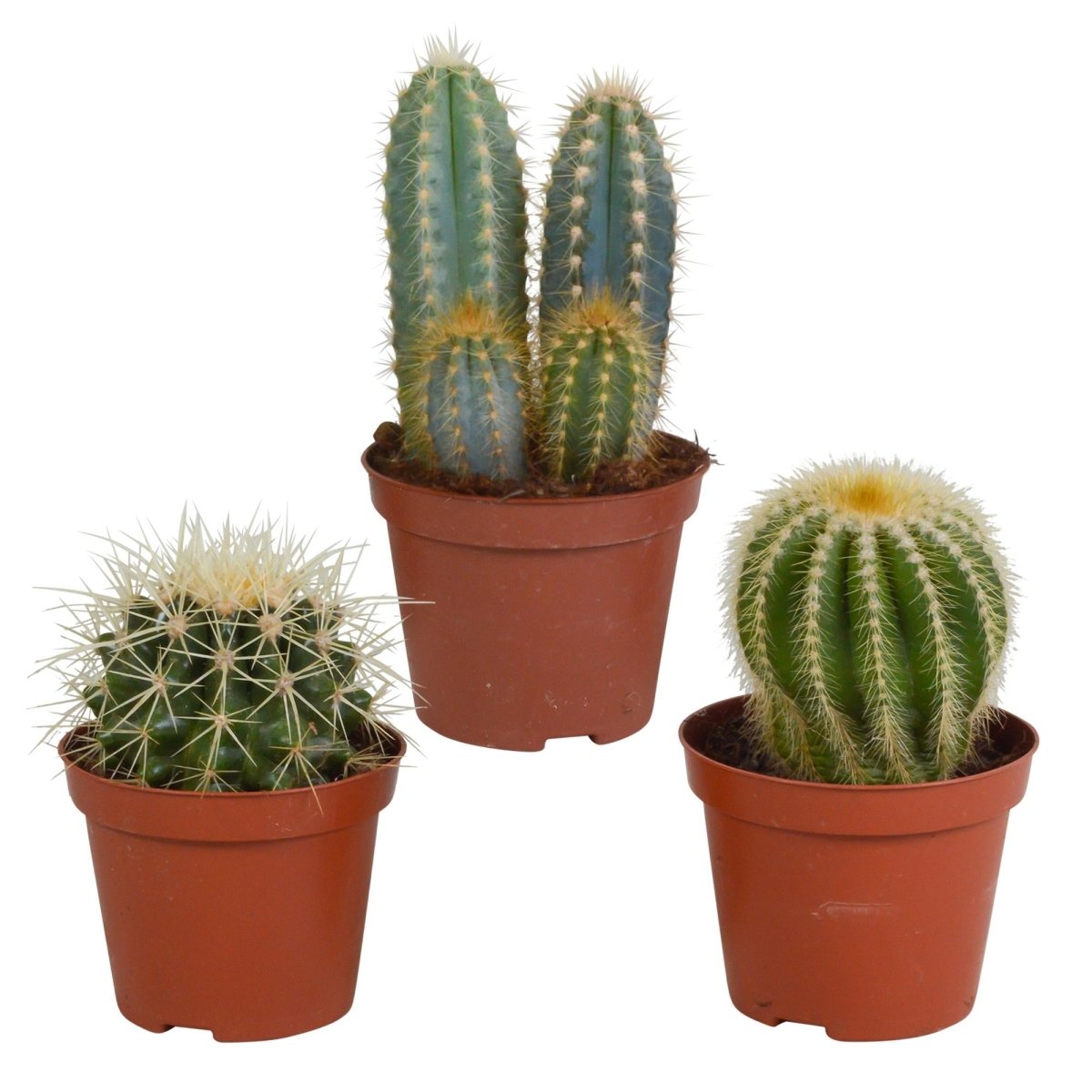 Cactus mix | 3 stuks 5 - LushLeaf | Online planten bestellen