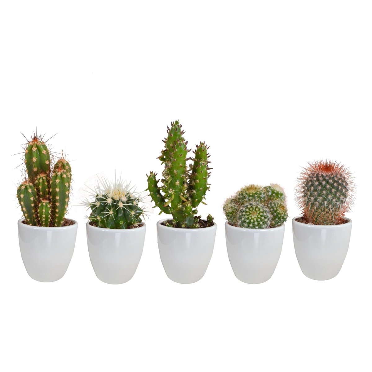 Cactus mix | 5 stuks 7 - LushLeaf | Online planten bestellen