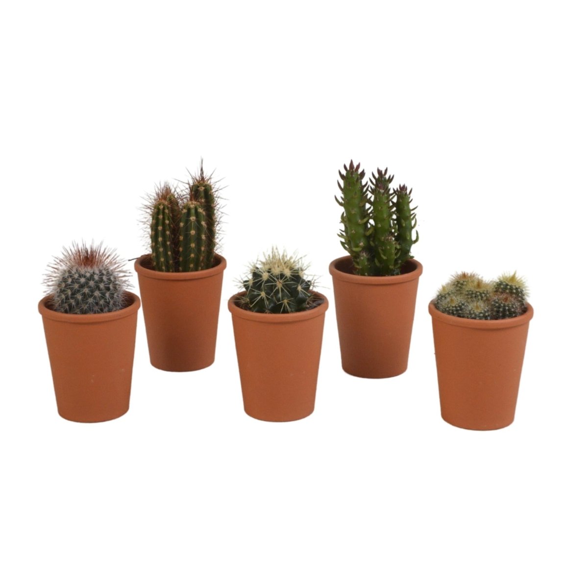 Cactus mix | 5 stuks 6 - LushLeaf | Online planten bestellen