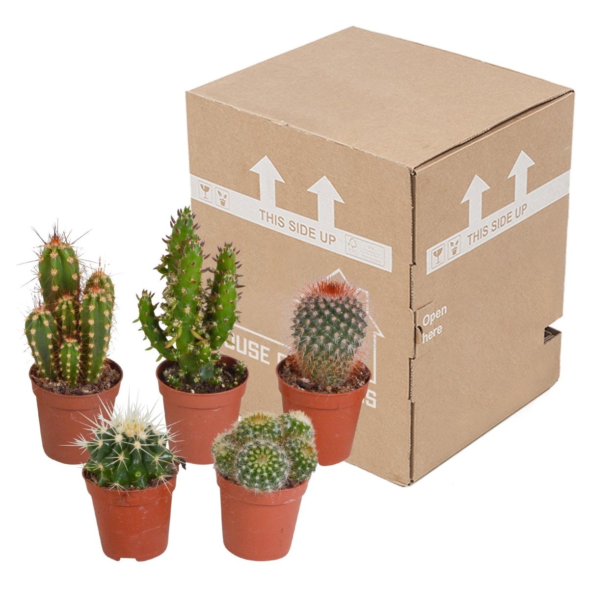 Cactus mix | 5 stuks 5 - LushLeaf | Online planten bestellen