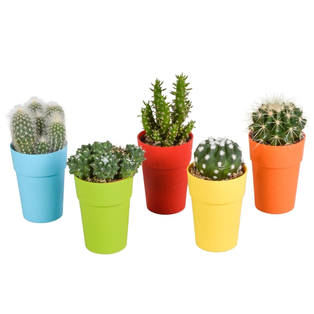 Cactus mix | 5 stuks 8 - LushLeaf | Online planten bestellen