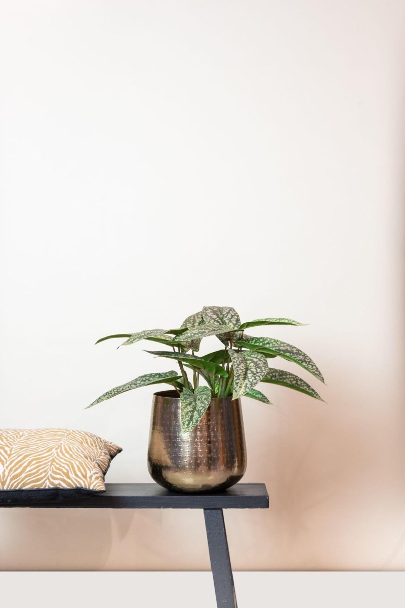 Calathea Dots - Schaduwplant | Kunstplant 3 - LushLeaf | Online planten bestellen