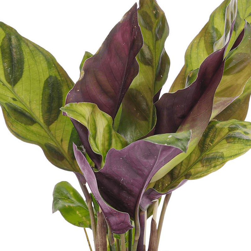 Calathea Lancifolia | Terrarium plant 2 - LushLeaf | Online planten bestellen